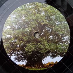 King Alpha - Tree Of Life